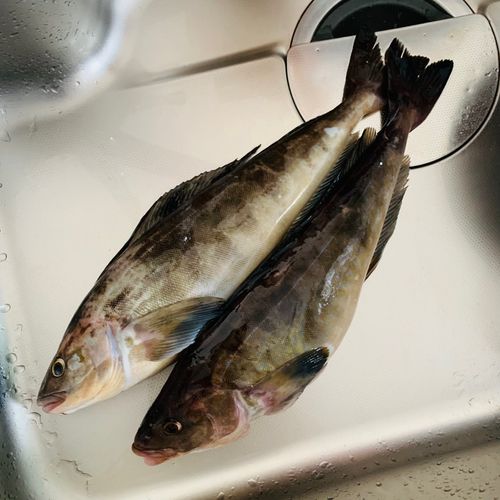 カワセミ さんの 2026年02月22日のホッケの釣り・釣果情報(北海道