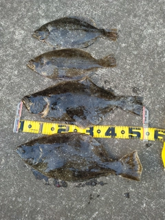 ヒラメの釣果