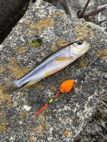 カワムツの釣果