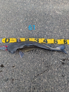 アメリカナマズの釣果