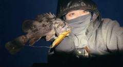 クロソイの釣果