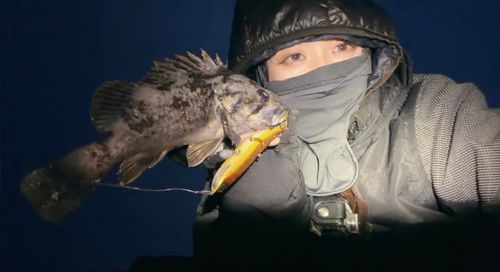 クロソイの釣果