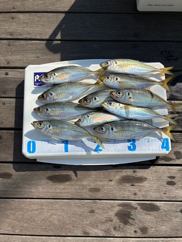 アジの釣果
