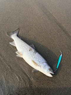 アメマスの釣果