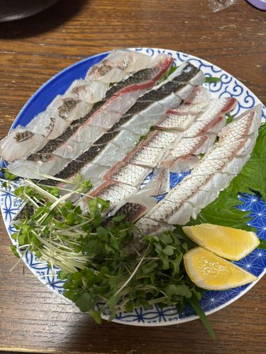 カマスの釣果