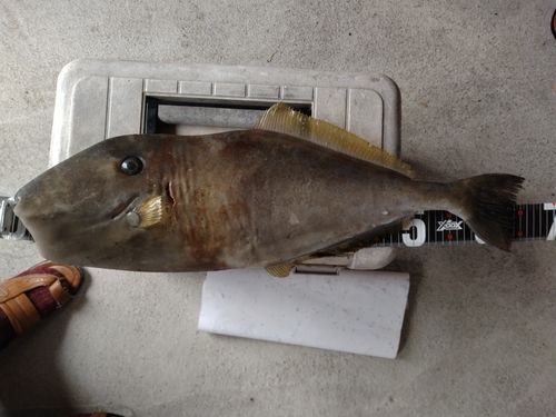 ウスバハギの釣果