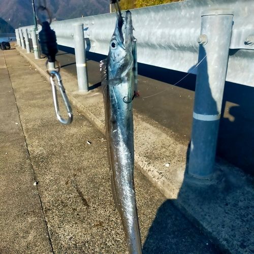 タチウオの釣果