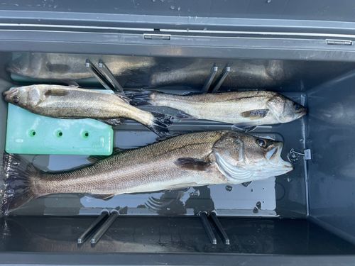 シーバスの釣果