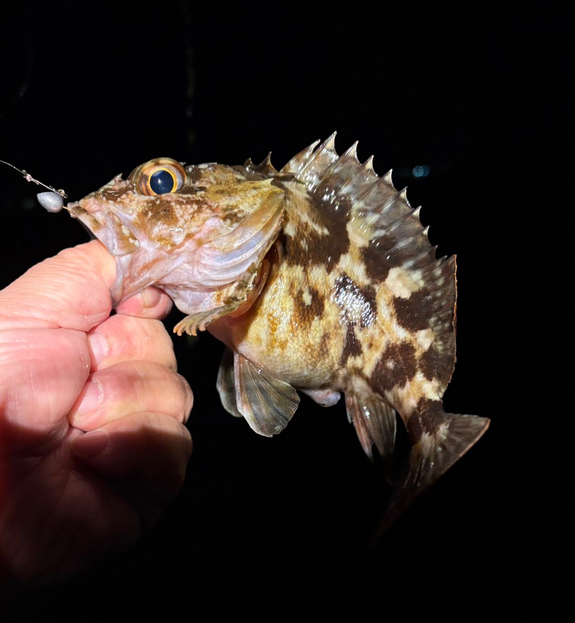 OLYMPIC 20コルト UX GCORUS-572UL-HSの最安値・インプレ・釣果 | 本音