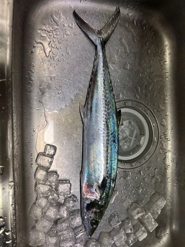 サゴシの釣果