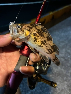 クロソイの釣果