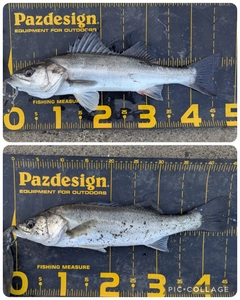 シーバスの釣果