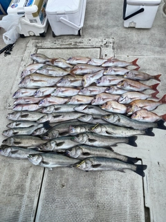 タイの釣果