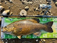 スモールマウスバスの釣果