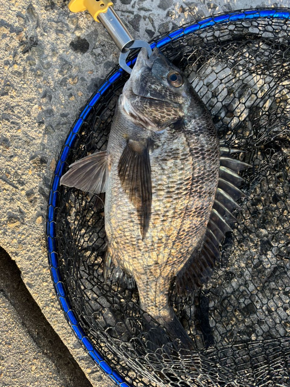 AbuGarcia ズームサファリ ZMSS-605Lの最安値・インプレ・釣果 | 本音