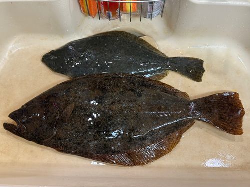 ヒラメの釣果