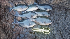 クロの釣果