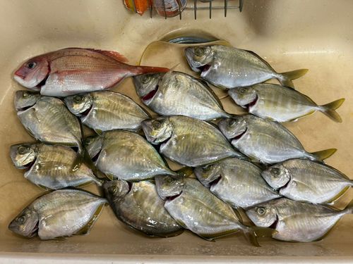 カイワリの釣果