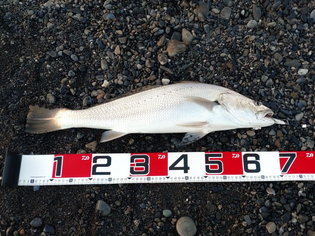 YAMAGA Blanks アーリー・フォーモバイル 96MMHの最安値・インプレ