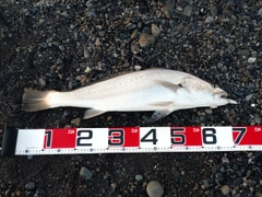 オオニベの釣果