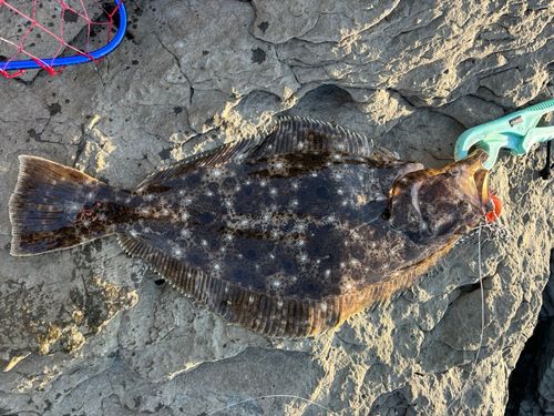 ヒラメの釣果