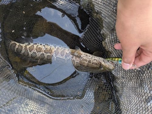 栃木県で釣れたライギョの釣り・釣果情報 - アングラーズ | 釣果600万