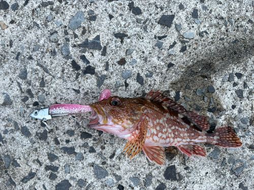 カサゴの釣果