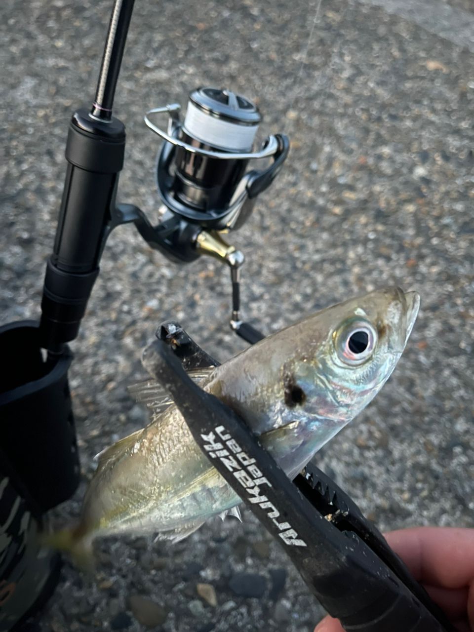 Gamakatsu ラグゼ 宵姫 華 弍 S57UL+-solidの最安値・インプレ・釣果