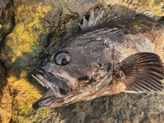 クロソイの釣果