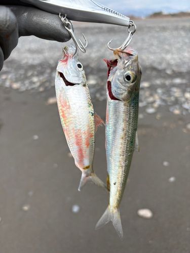 イワシの釣果
