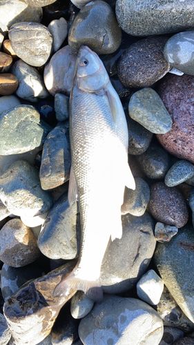 ウグイの釣果
