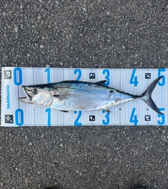 イソマグロの釣果