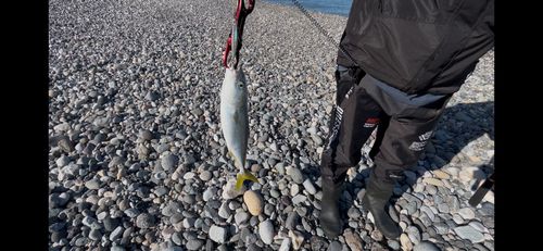 ワカシの釣果