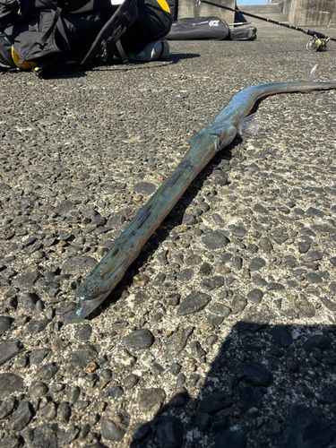 アオヤガラの釣果