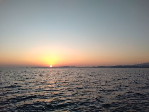 ブリの釣果