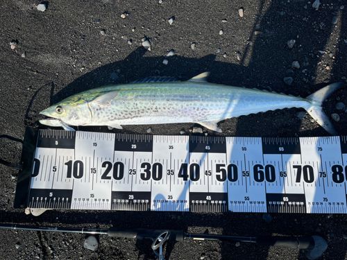サワラの釣果