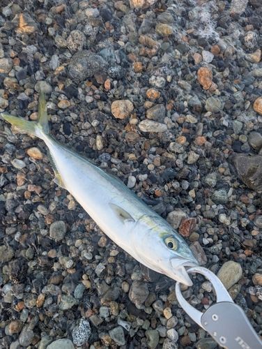 コゾクラの釣果