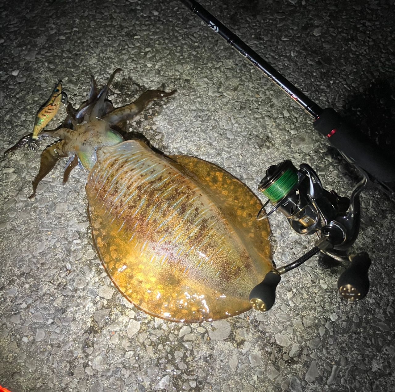 DAIWA 21エメラルダス ストイスト RT 76MMHの最安値・インプレ・釣果