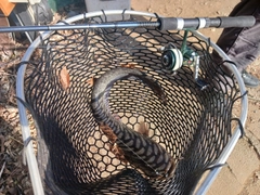ナマズの釣果