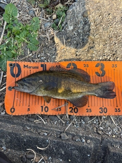 スモールマウスバスの釣果