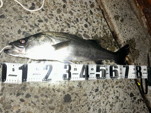 シーバスの釣果