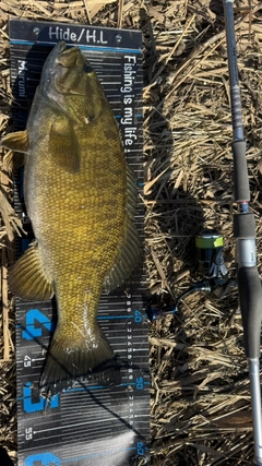 スモールマウスバスの釣果