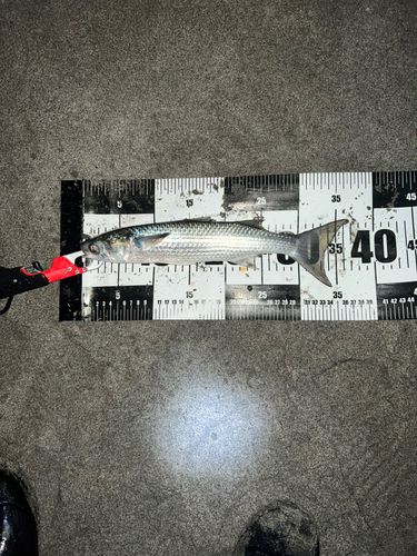 ボラの釣果