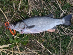 ヒラスズキの釣果