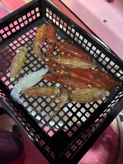 マルイカの釣果
