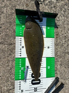 シタビラメの釣果