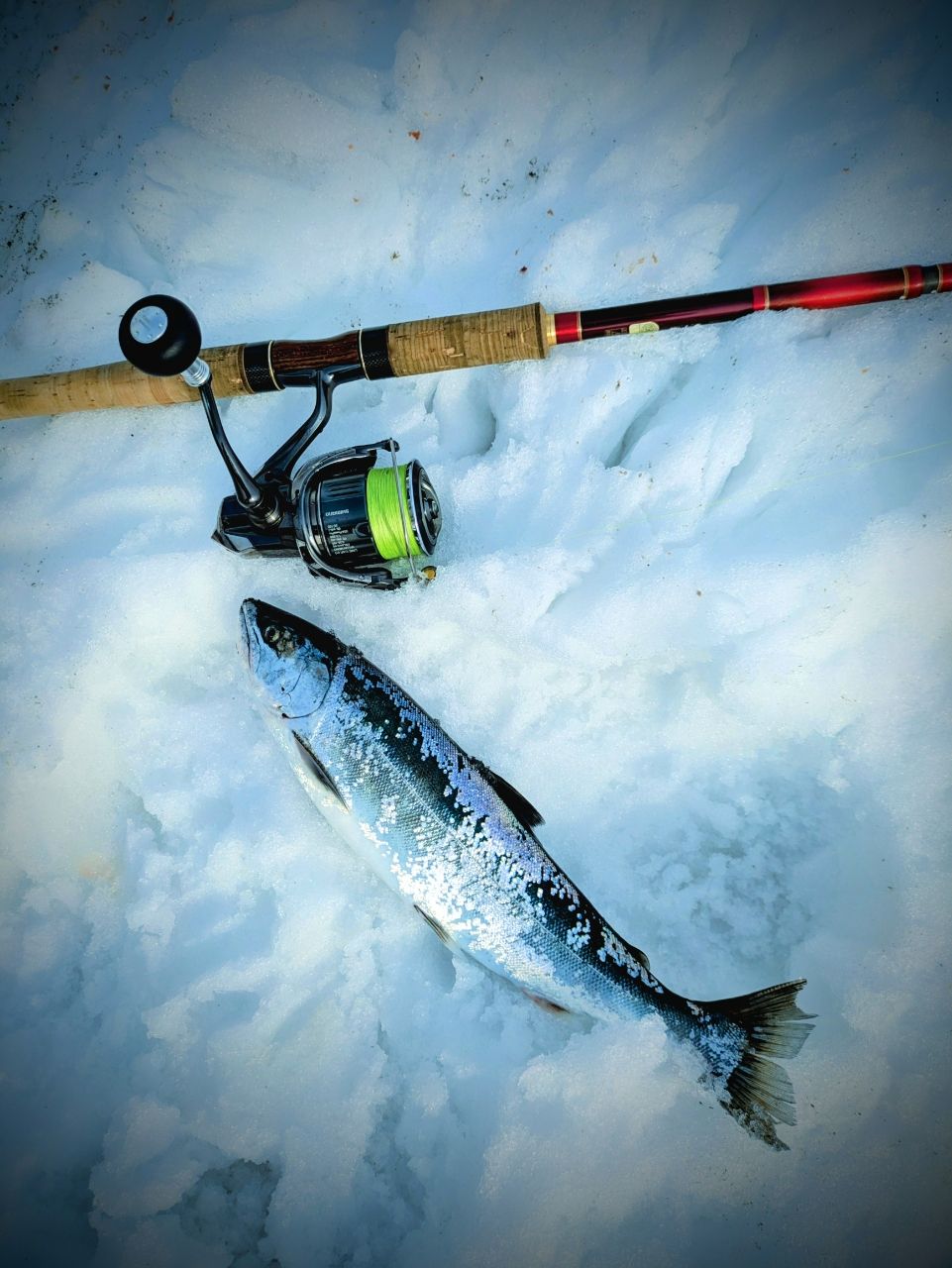 SHIMANO 2424ツインパワー C5000XGの最安値・インプレ・釣果 | 本音の