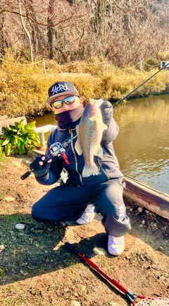 ラージマウスバスの釣果