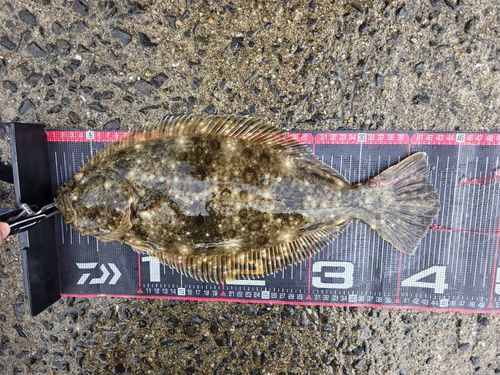 ヒラメの釣果