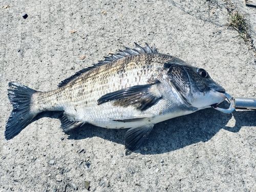 チヌの釣果